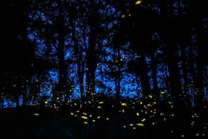 Tour of Tlaxcala and Sanctuary of the Fireflies