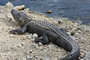 Everglades: båttur med transport og inngang inkludert
