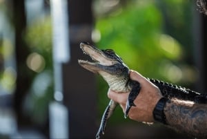 Everglades: visita privada a la exhibición de reptiles de Sawgrass Park