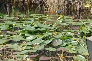 Excursion en hydroglisseur écologique dans les Everglades en petit groupe et transport haut de gamme