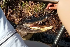 Miami: Heldagstur til Everglades med 2 båtturer og lunsj