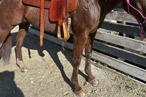 Miami: Ratsastuskierros oppaan kanssa