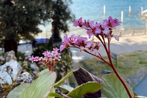 Scopri il Lago di Como e Bellagio con un locale