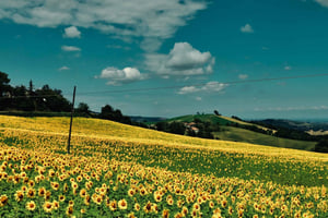 ミラノ発：チェルトーザ修道院とオルトレポのプライベートツアー（テイスティング付き）をご堪能ください