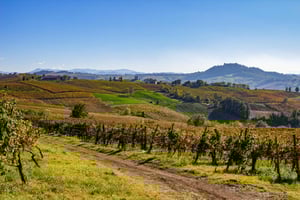 Pavia: among Vineyards and Castles: tasting and authentic lunch in Oltrepò
