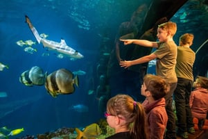 Múnich: tu entrada de un día a Sea Life