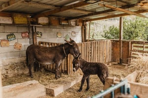 Donkey Farm and Lipa Cave Tour; Cave Crawling Donkey Calling