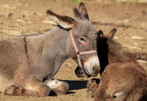 Donkey Farm Martinici