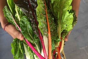 Jean Talon Market Walking Tour x Michelin-Trained Chef