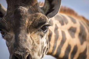 From Montreal: Omega Park Wildlife Safari Calling Sounds
