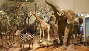 The State Darwin Museum