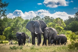 3 days: Safari in Kruger National Park, Mpumalanga, and a city tour in Maputo