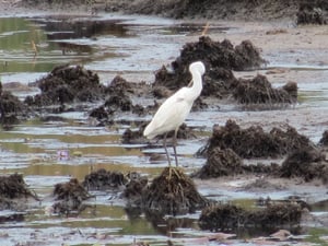 The Dugong Beach Lodge