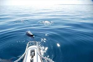 Bazaruto & Two mille reef: Day Trip from Vilanculos