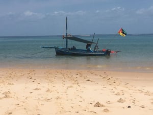 Dolphin Dhow Safaris 