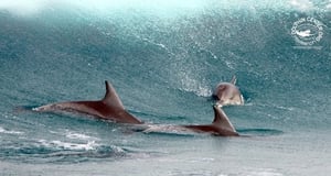 Dolphin Encountours Research Center