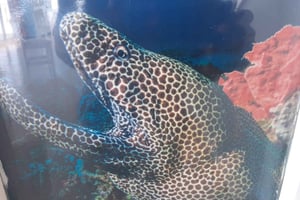 Horse Riding ,Enjoy the horse riding on the beach.