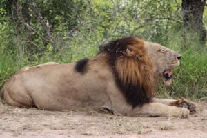 Kruger National Park,
