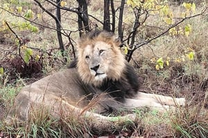 Kruger Park Safari from Maputo