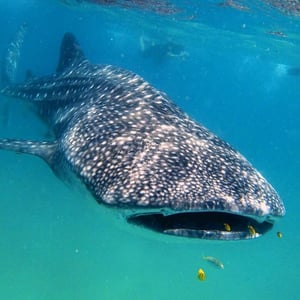 Liquid Dive Adventures