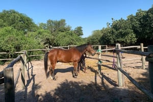 Maputo: Macaneta Beach Horse Riding Tour
