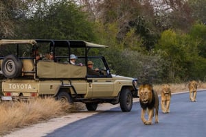 Maputo Reserve National Park: Epic One-Day Safari