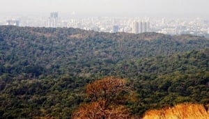 The Concrete 'Jungle'