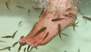 Bambooo Tree All Day Spaa