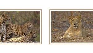 Bombay Natural History Society