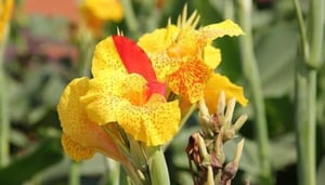 Hängande trädgårdar