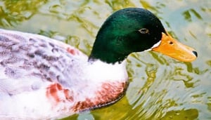 Horniman Circle Gardens