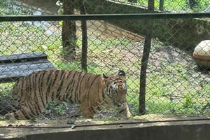 Excursión a las cuevas de Kanheri y Safari de leones y tigres