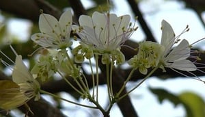 Mumbai Port Trust Garden