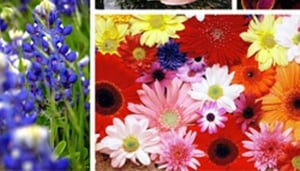 Padma Florysta & Sklepy Ogólne