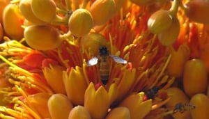 Rani Jijamata Udyaan