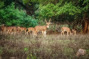 Heilige grotten & groene ontsnapping: Kanheri Boeddhistische grotten & SGNP