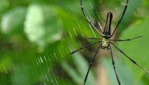 Sanjay Gandhi National Park