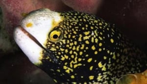 Taraporewala Aquarium