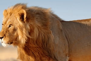 3-Day Etosha Safari Big Five Wildlife Experience