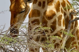 3 Days Etosha National Park Lodging