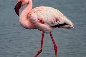 4-Day Sossusvlei and Swakopmund Camping Safari