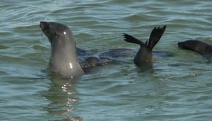 Cape Cross Seal Reserve