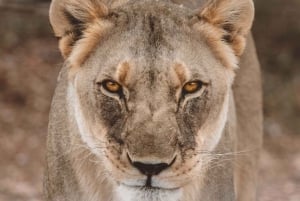 Descubre las raíces de N/a'ankuse - Una excursión de un día para alimentarse