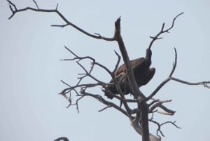 Dolphin & Seal cruise Sandwich harbour dune tour