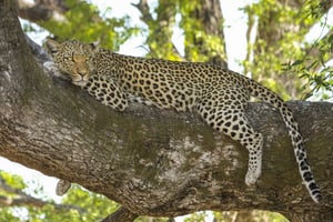 Erindi Game Reserve