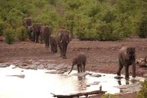 Etosha 3 days, 2 nights safari tour