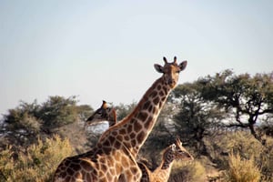 From Windhoek: 3-Day Etosha with Lodge Accommodation