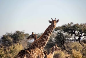 From Windhoek: 3-Day Etosha with Lodge Accommodation