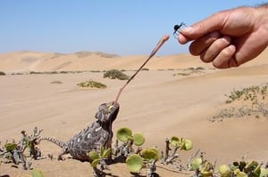 Living Desert Adventures