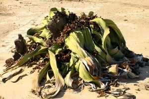 Swakopmund Moon Valley & Welwitschia Tour